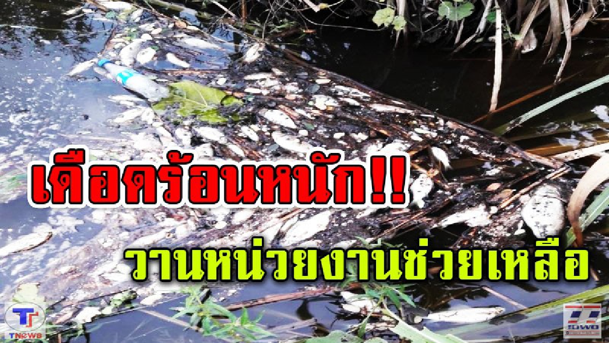 เดือดร้อนหนัก!! ชาวบ้านกว่า 500 กว่าครัวเรือน...ร้องสื่อฟาร์มไก่ชื่อดังปล่อยน้ำเสียลงแหล่งน้ำธรรมชาติ ปลาลอยคอตายเกลื่อน (ชมคลิป)