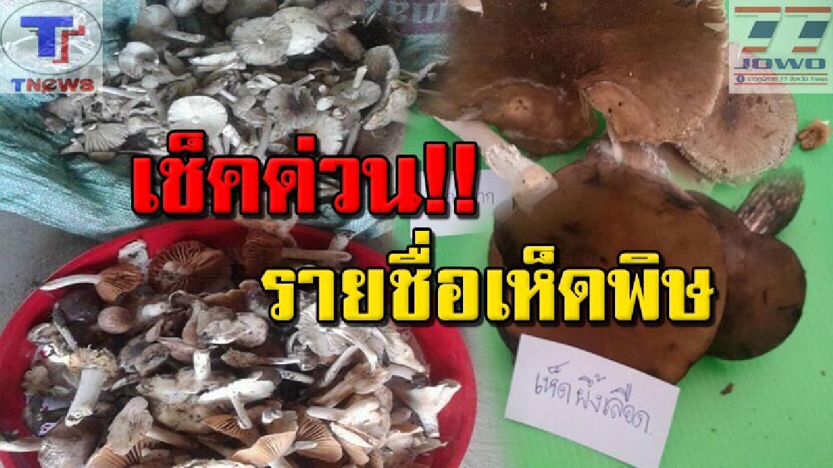 #อันตรายถึงชีวิต สสจ.อบ.เตือนประชาชน!! "เก็บหรือซื้อเห็ดป่า" มารับประทาน ระวังอาจเจอเห็ดพิษ เสี่ยงเสียชีวิตได้