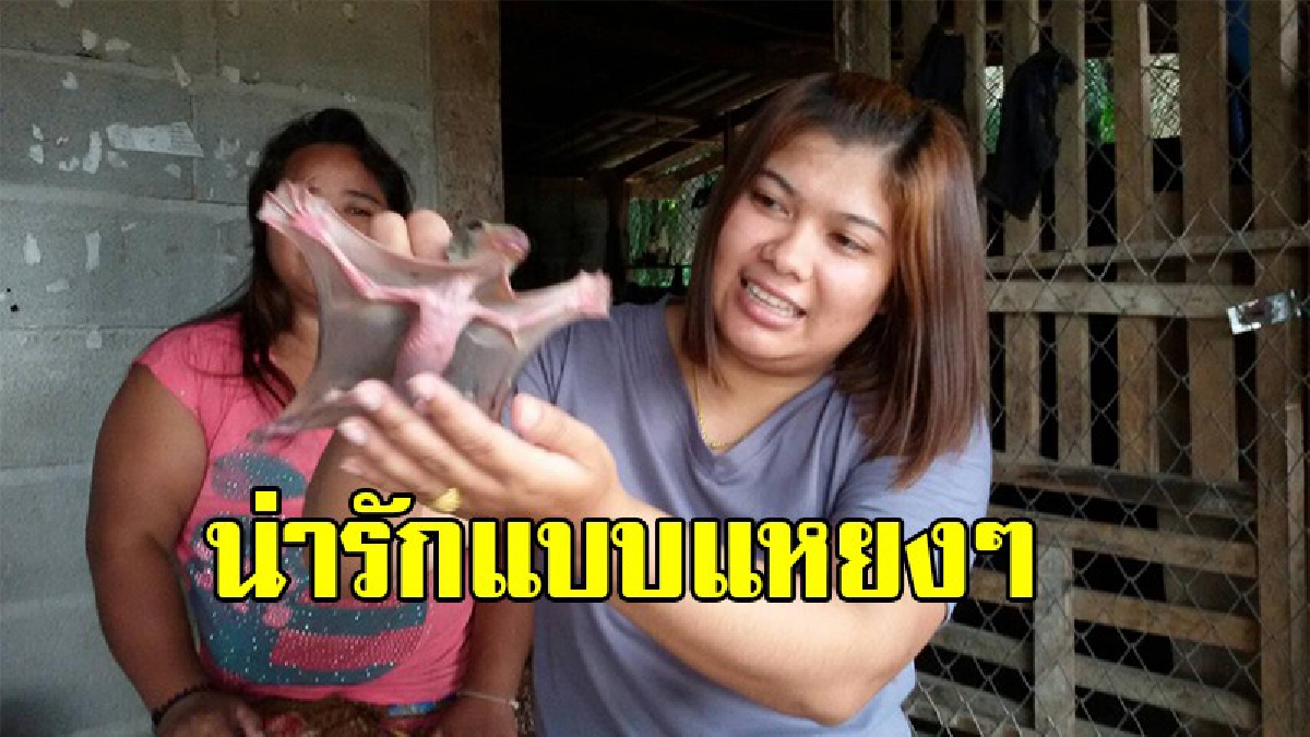 ไม่ใช่สัตว์ประหลาด !! หาชมยาก “บ่างพุงจง” ยังตัวเล็ก หลังชาวบ้านพบนำมาดูแล คาดพลัดตกจากท้องแม่