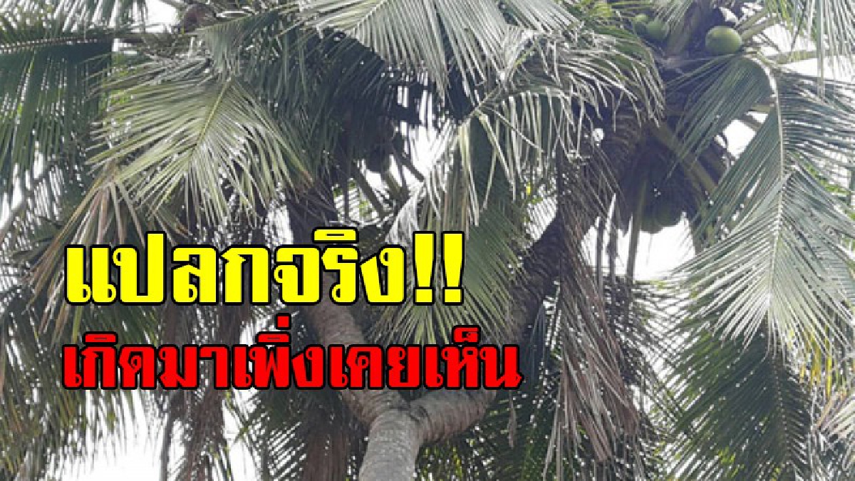 แปลกแต่จริง !! ฮือฮาต้นมะพร้าวประหลาด!!ใน 1 ต้นมีถึง 2 ยอดและที่สำคัญแต่ละยอดก็มีลูกดก