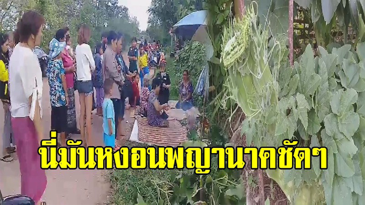 ตื่นกันทั้งหมู่บ้าน !! ต้นฟักทองแตกยอด คล้ายหัวพญานาค ชาวบ้านแห่กราบไหว้ ส่องหาเลขเด็ด