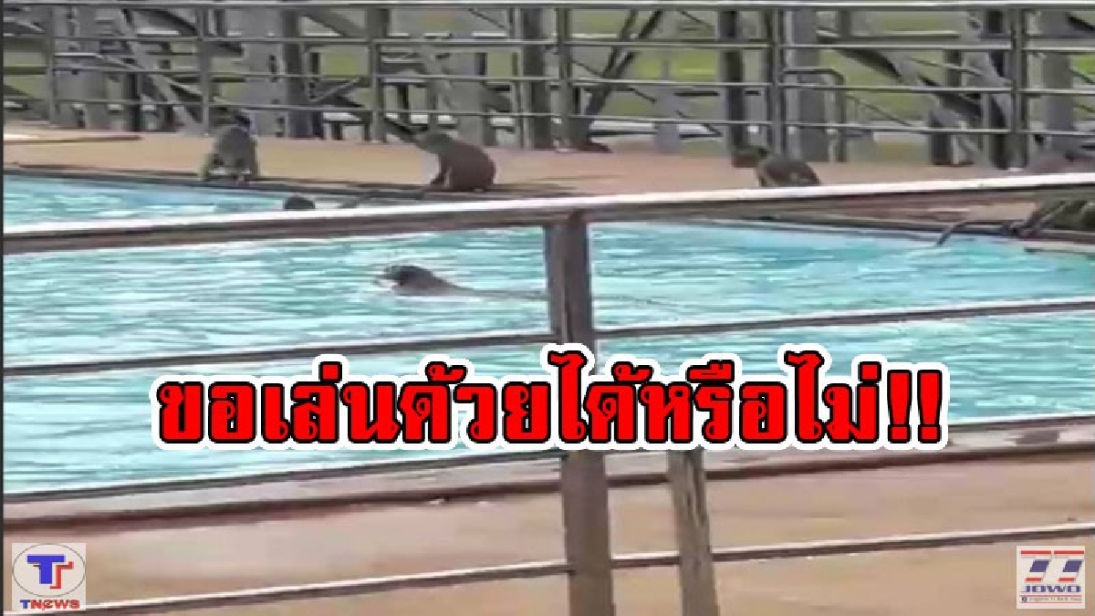 ถึงคิวจ๋อ..ขอเล่นด้วย!!   ลิงนับร้อยบุกยึดสระว่ายน้ำโรงเรียนพิบูลวิทยาลัย  ดำผุดดำว่าย คลายร้อน  หลังเด็กนักเรียนว่ายเสร็จ (ดูคลิป)
