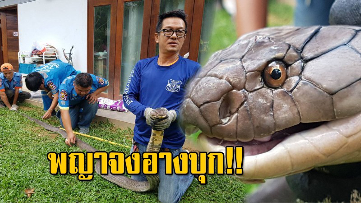 เจ้าของบ้าน ได้ยินเสียงกุกกักคิดว่าหนู ก้มดูใต้เครื่องซักผ้า เจอจังๆ "พญาจงอางยักษ์" ยาว 5 เมตร