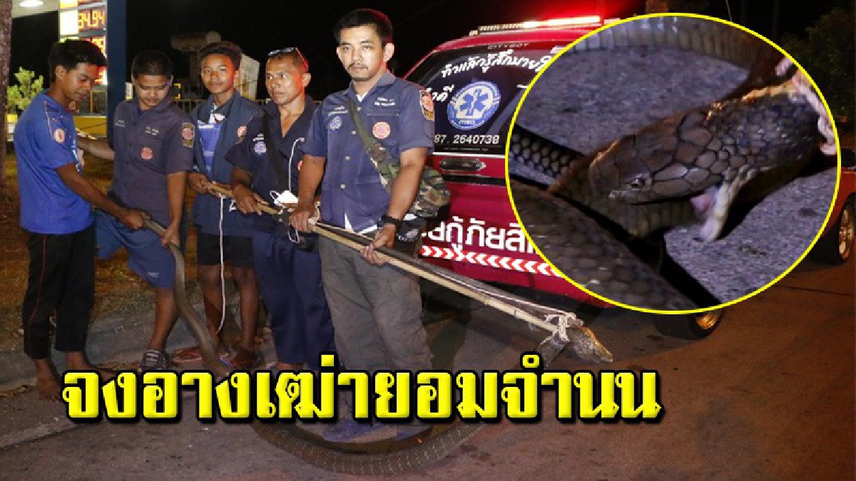 สุดเชื่อง “งูบองหลาทวด” ตัวที่ 5 ยาวเกือบ 4 เมตร ยอมให้กู้ภัยจับอย่างง่ายดาย หลังเข้าซุกตู้แอร์เทศบาลฯ