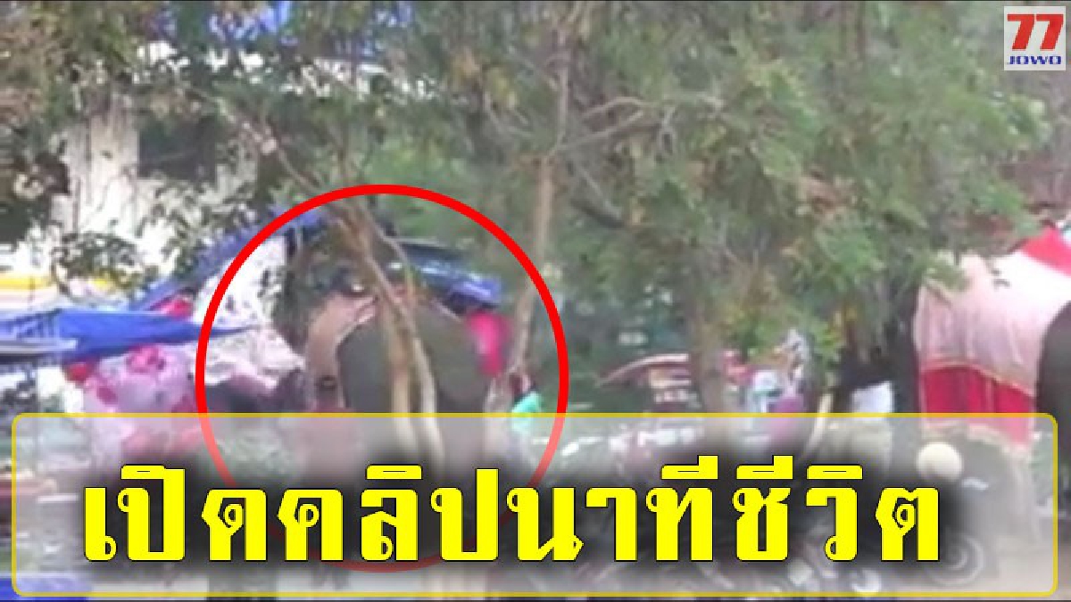 เหตุการไม่คาดฝัน เพจดังสุรินทร์ เผยคลิปวินาทีชีวิตช้างตกมัน งาแทงสาววัย 19 ปี รอดปาฏิหารย์