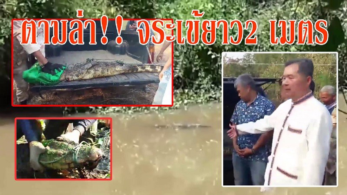 จับแล้ว!! จระเข้ยาว 2 เมตร หลุดหายลงลำน้ำชี นานกว่า 3 เดือน
