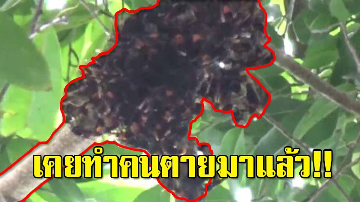 ถ้ำปู่เสือ มีตัวต่อย้ายกลับมาทำรังใหม่ หลังก่อนหน้านี้ ร่วงลงมาต่อยคนดับไปแล้ว 2 คน