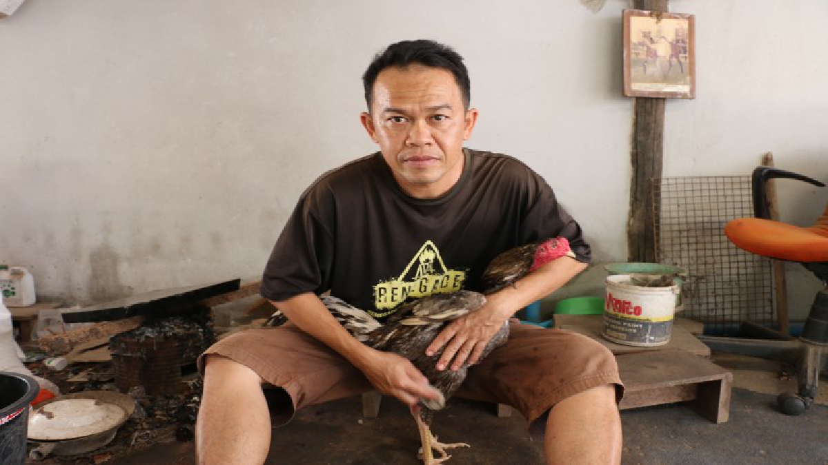 โคราชอากาศร้อนจัด นักพัฒนาไก่ชน ต้องหาวิธีคลายร้อนให้สัตว์ หากปล่อยไว้ อาจป่วยถึงตายได้