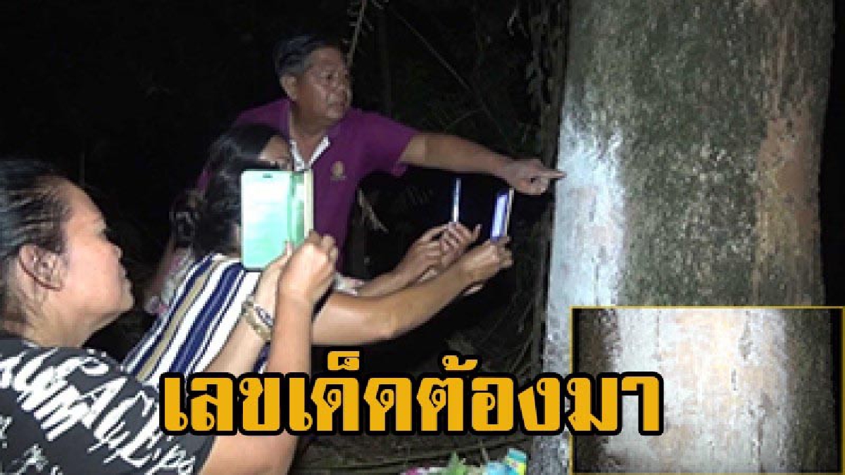 หนุ่มใหญ่ หวังแต่งกิ่งต้นมะขามยักษ์ ก่อนฝันถึงสาวชุดไทยบอก "ไม่ให้ตัด อย่าทำร้ายกันเลย" คอหวยไม่พลาดแห่ขอเลขเด็ด