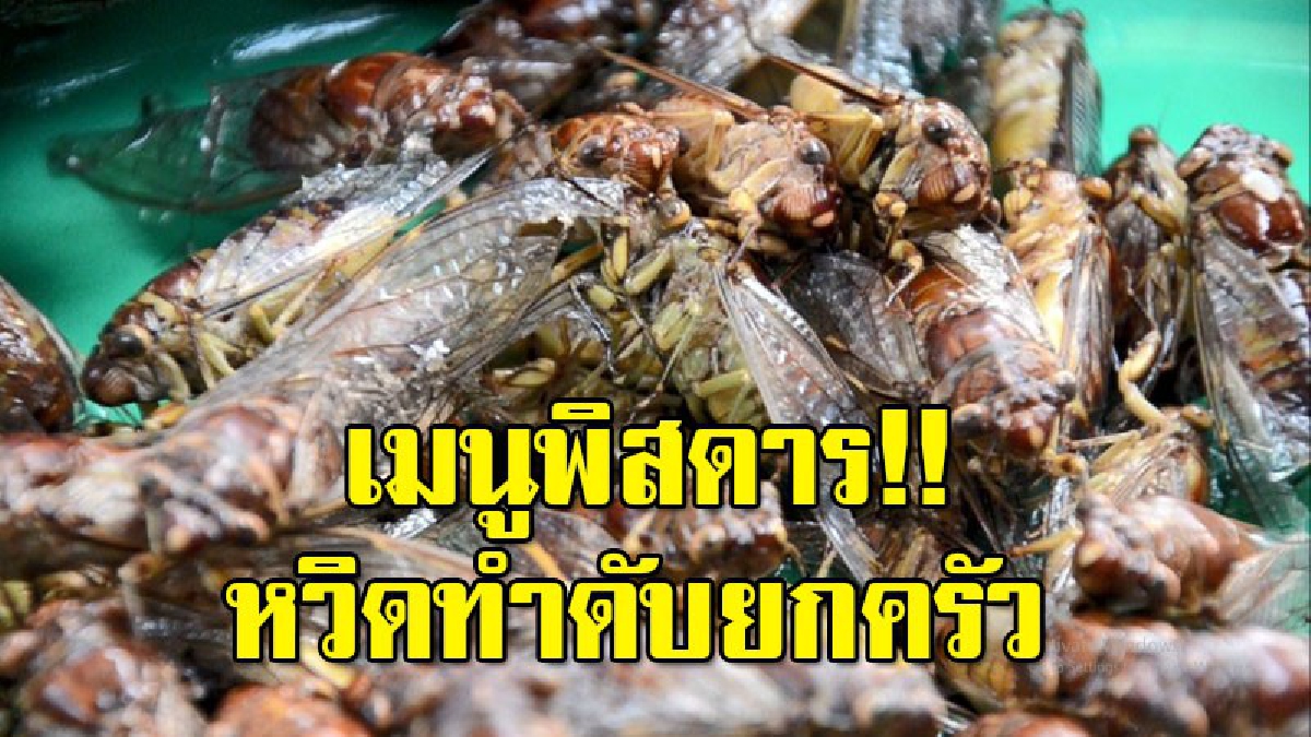 ทำเฉียดตาย ! เมนูลาบจักจั่นดิบ ทำปวดท้องหามส่งโรงพยาบาลแทบไม่ทัน หวิดดับยกครัว
