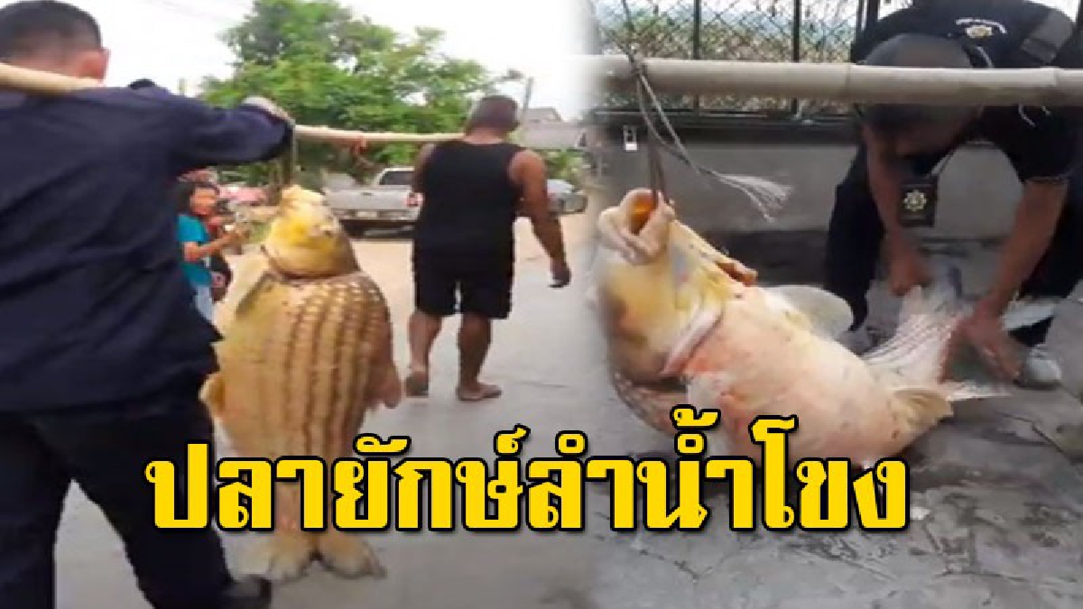 ชาวบ้านฮือฮา หลังจับปลายักษ์หนัก 50 โล ได้จากลำน้ำโขง จ.อำนาจเจริญ