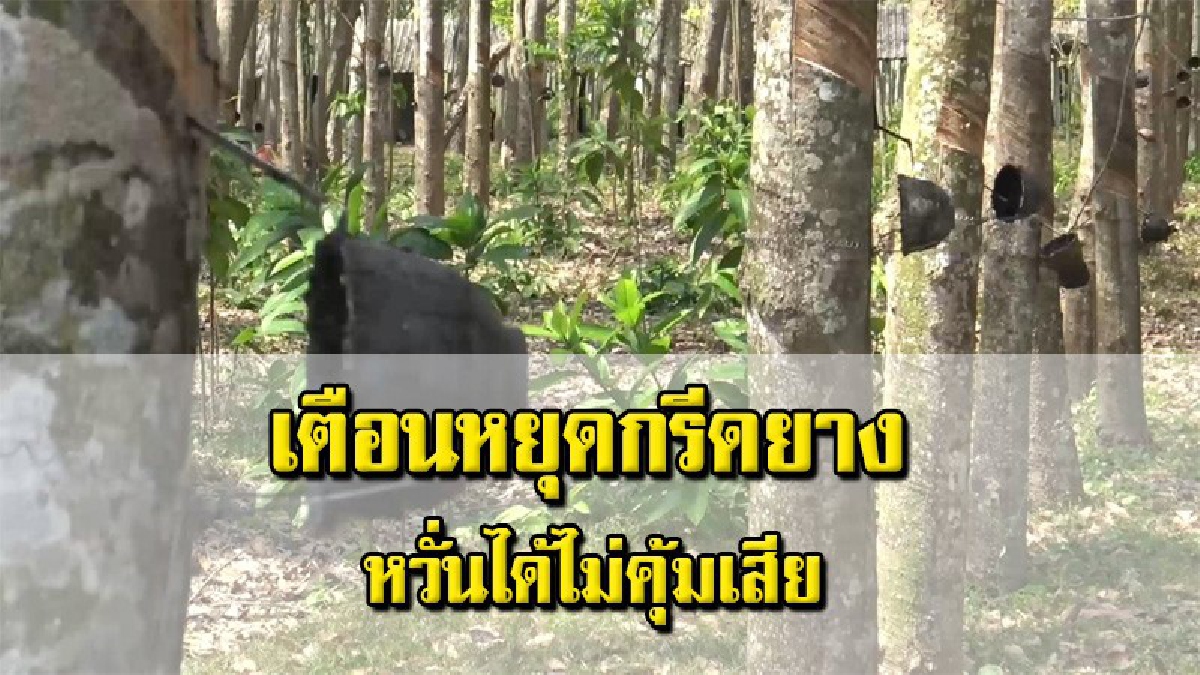 วิกฤตหน้าแล้ง! สงขลาฝนทิ้งช่วง เตือนชาวสวนยางหยุดกรีด ชี้ทำต้นยางเสียหาย อายุกรีดสั้นลง