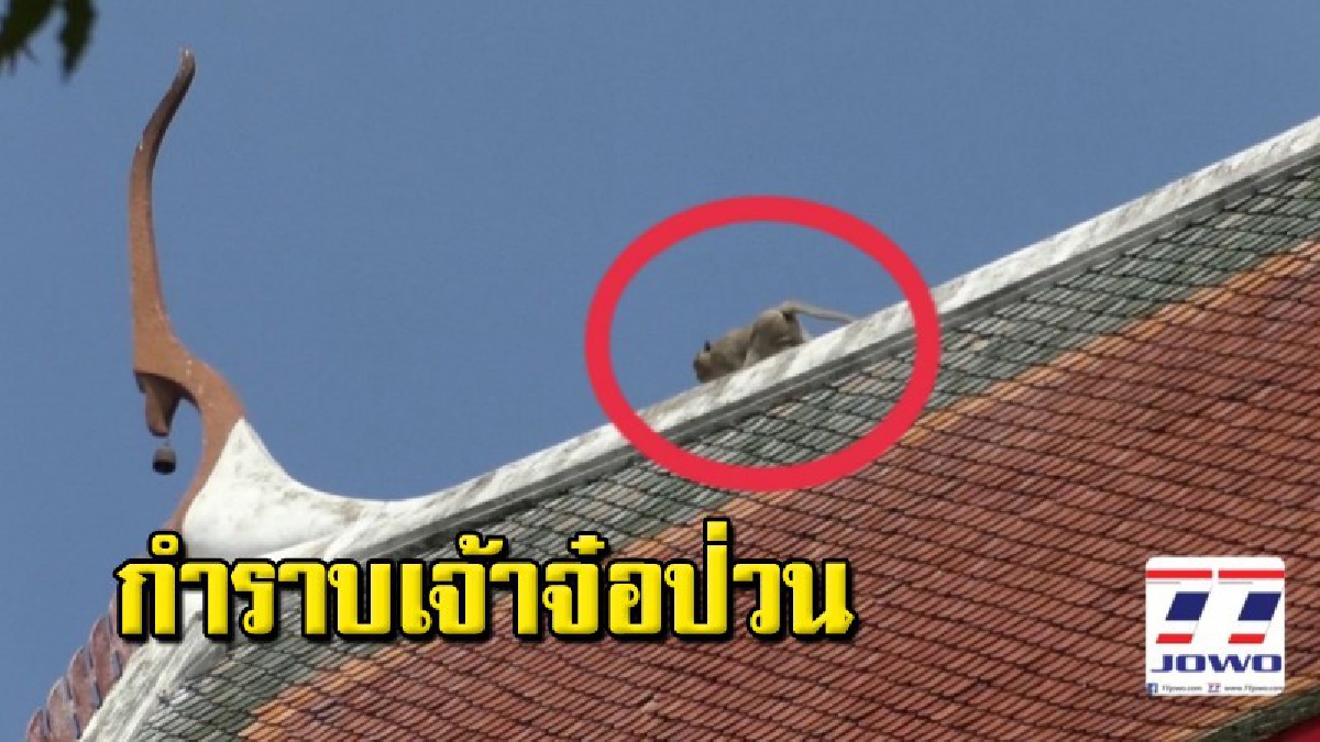 ต้องใช้ไม้แข็ง! ลิงป่วน ปีนหลังคาโบสถ์ วิ่งไปมาไม่ยอมให้จับ จน จนท.ตัดสินใจยิงยาสลบนำลงมาได้อย่างปลอดภัย