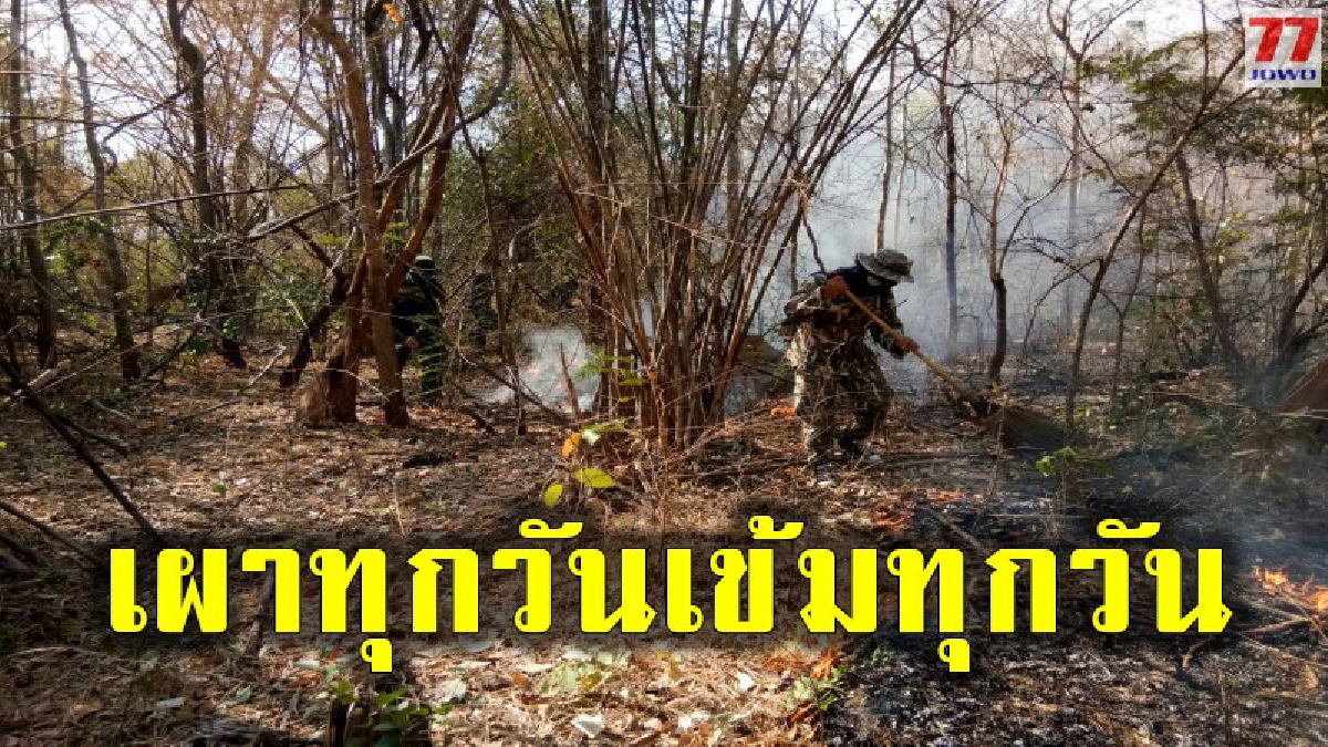 สถานการณ์การควบคุมไฟป่าในพื้นที่ จ.ลำพูนวันนี้วันเดียวเสียหาย 142 ไร่ ยังมีผู้ลักลอบเผาป่าทุกวัน