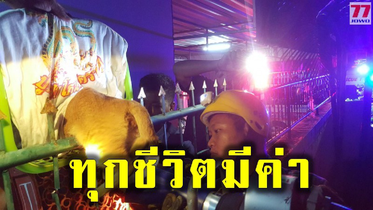 เคราะห์ซ้ำกรรมซัด เจ้าเหมียวถูกเหล็กเสียบท้อง หลังถูกตัวอื่นวิ่งไล่กัด แล้วพลาดพลัดตกจากหลังคา