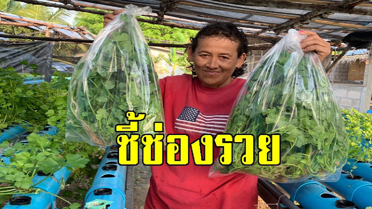 ปลูกคื่นช่ายแบบไร้ดินแค่ปีกว่า สร้างรายได้กว่าแสนบาทต่อเดือน