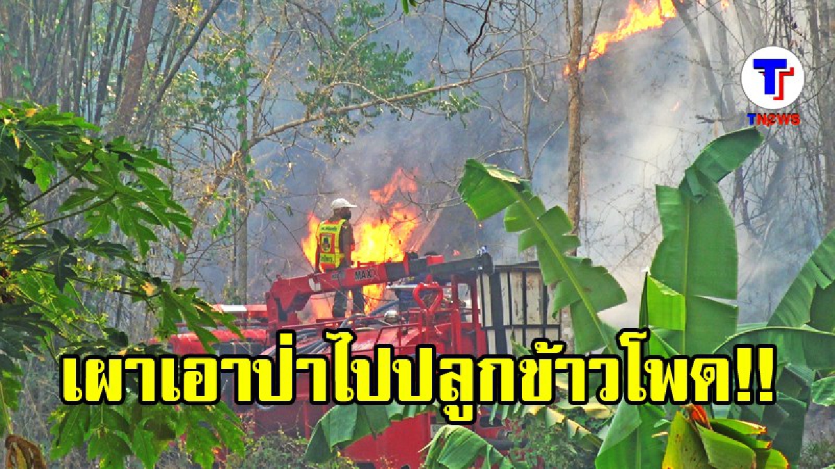 ข้าวโพดราคาดี ชาวบ้านลุยเผาเพิ่มพื้นที่ปลูก ไฟป่าด่านซ้ายกลับมารุนแรงอีกครั้ง อากาศแย่ลง หายใจลำบาก (มีคลิป)