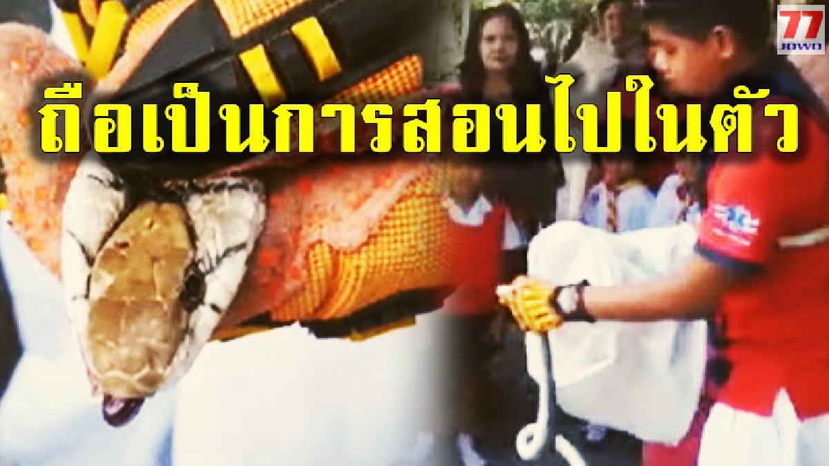 สุดตื่นตะหนก งูตัวเขื่องเลื้อยระทึกบุกซุกห้องพักรับรอง ครูพร้อมเหล่านักเรียนหวีดร้องลั่นสนั่นทั่วทั้งโรงเรียน
