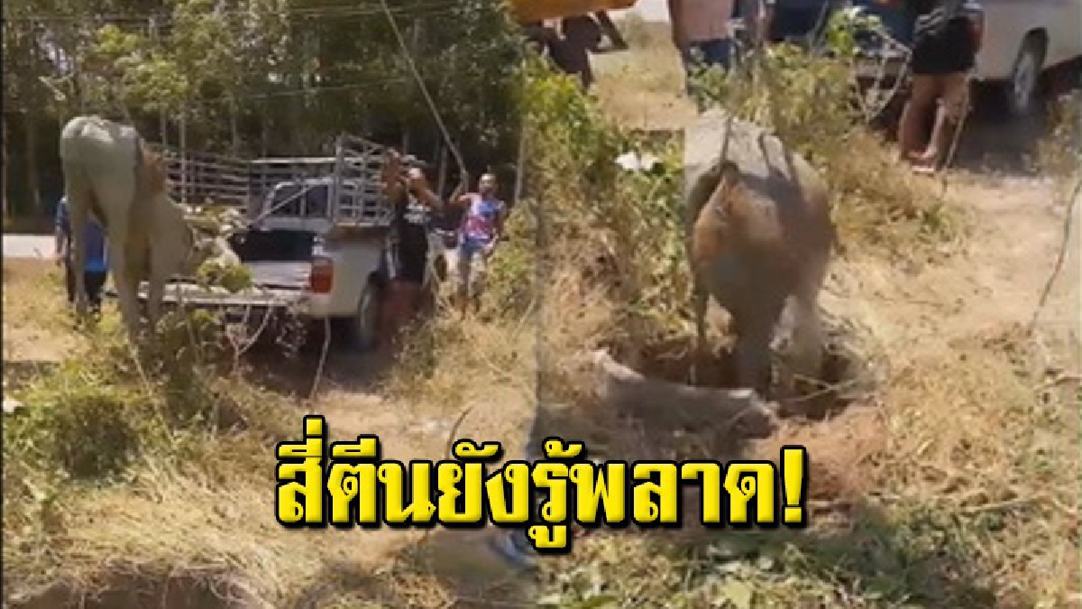 ช่วยระทึก! เจ้าหน้าที่เทศบาล และชาวบ้าน ใช้รถเครนยกวัววัย 3 ปี พลัดลงบ่อน้ำร้างลึก 6 เมตร