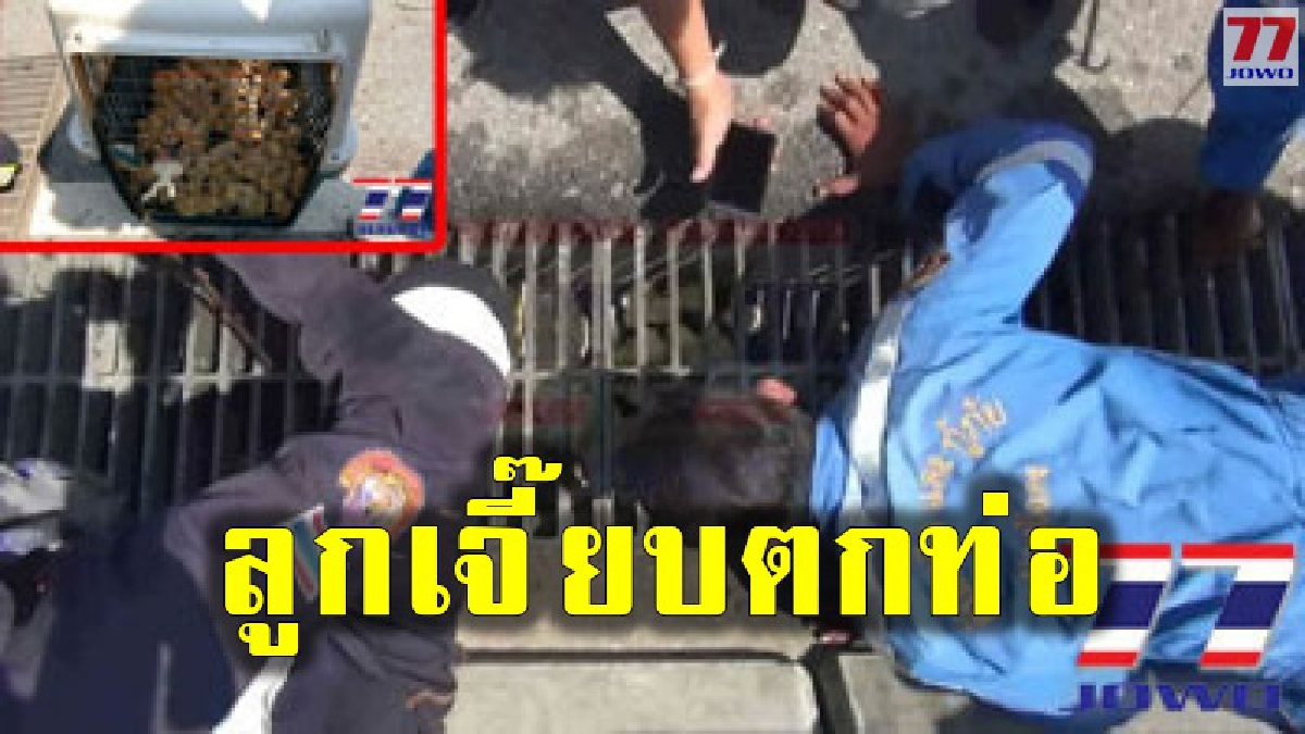 ลูกเจี๊ยบนับร้อยตกท่อระบายน้ำ หลังรถบรรทุกทำลังตก เร่งช่วยเหลือจ้าละหวั่น