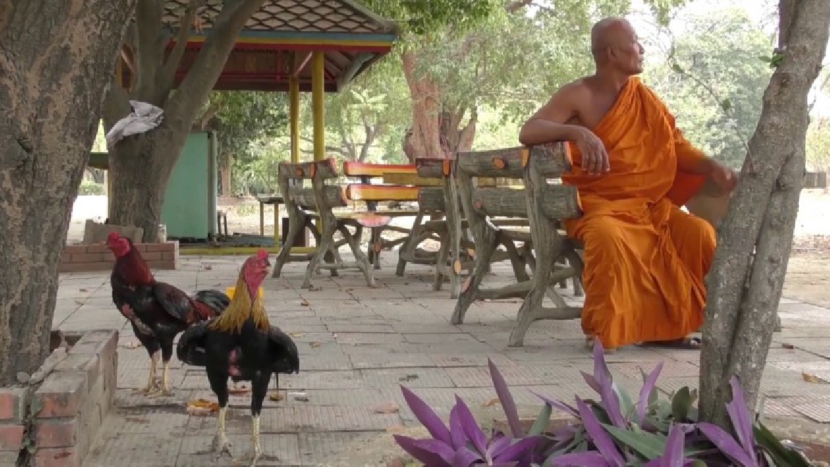 แปลกแต่จริง ไก่ชน หลังแพ้ศึกถูกจับปล่อยวัดดัง ออกลูกออกหลายเพียบ