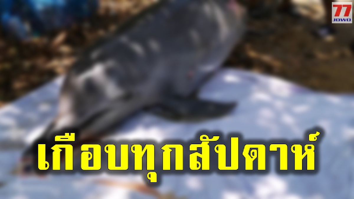 เหตุสุดสลดหัวใจ โลมาเพศผู้ลอยไร้ลมหายใจกลางทะเลเกาะลิบง