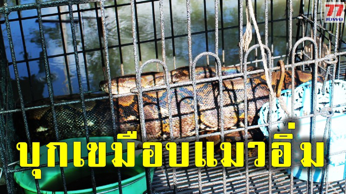เจ้าของบ้านตะลึง พบไอ้เหลือม 4 เมตร บุกเขมือบแมว 1 ใน 4 ตัว สุดท้ายหนีไม่รอดนอนให้จับ