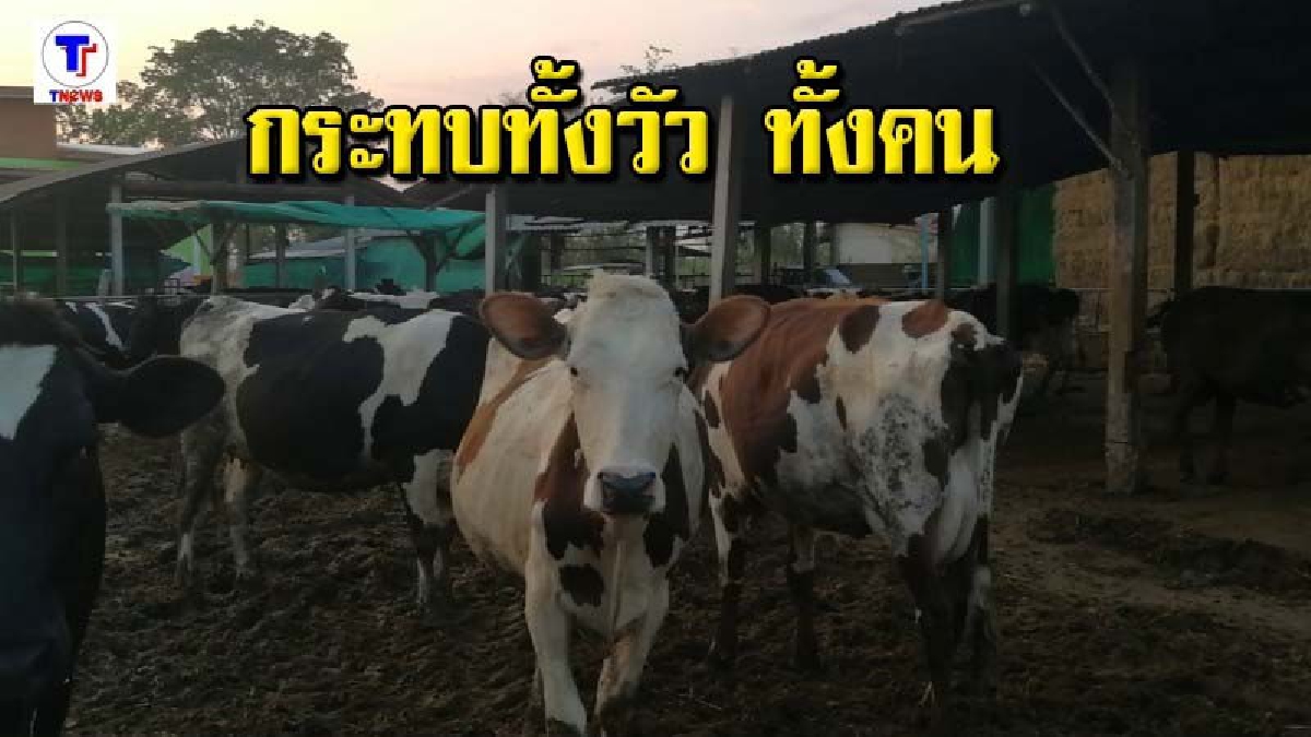 แล้งหนัก! เกษตรกรผู้เลี้ยงโคนมโอด ไม่มีน้ำให้วัวกิน วอนหน่วยงานเกี่ยวข้องช่วยเหลือ
