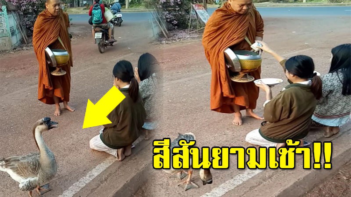 ใครเห็นก็ยิ้มตาม!! เปิดภาพสุดน่ารัก "ห่านแสนรู้" เดินตามพระบิณฑบาตทุกเช้า แถมสงบเสงี่ยมสุดๆ