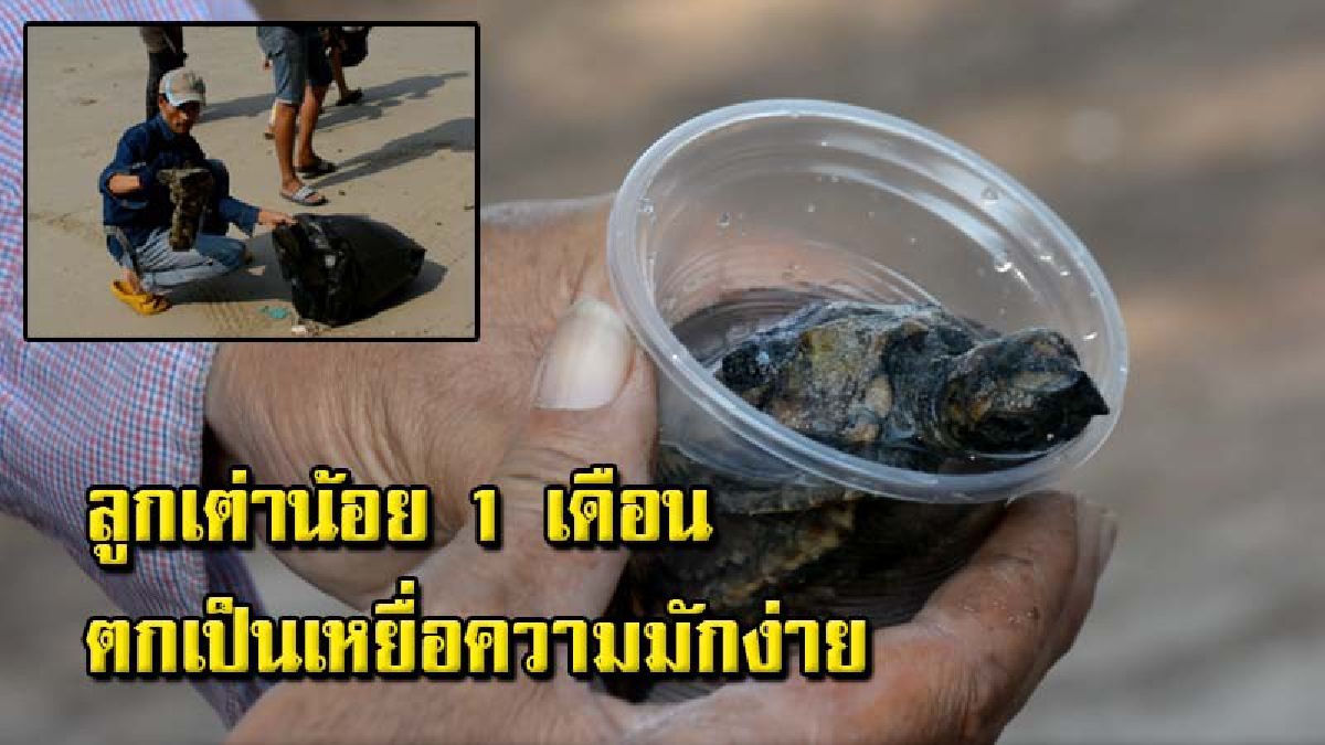 พบคราบน้ำมันในถุงดำนับร้อยถุง ถูกคลื่นซัดเข้าหาดแม่พิมพ์ ลูกเต่าทะเล ตัวติดคราบน้ำมันว่ายน้ำไม่ได้