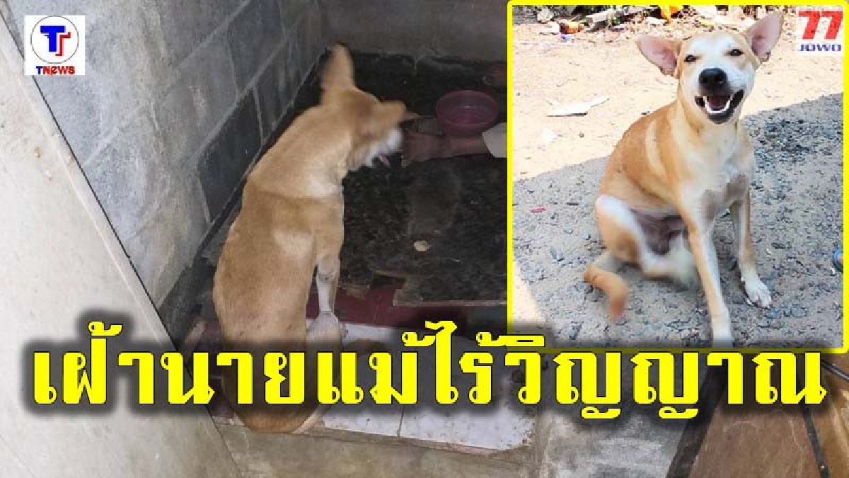 เจ้าเดย์ สุนัขสุดซื่อสัตย์เพื่อนร่วมทุกข์ร่วมสุข นั่งเฝ้าเจ้านายแม้จะเหลือแต่ร่างไร้วิญญาณ หลังเสียชีวิตในห้องน้ำ นานกว่า 20 ชม.