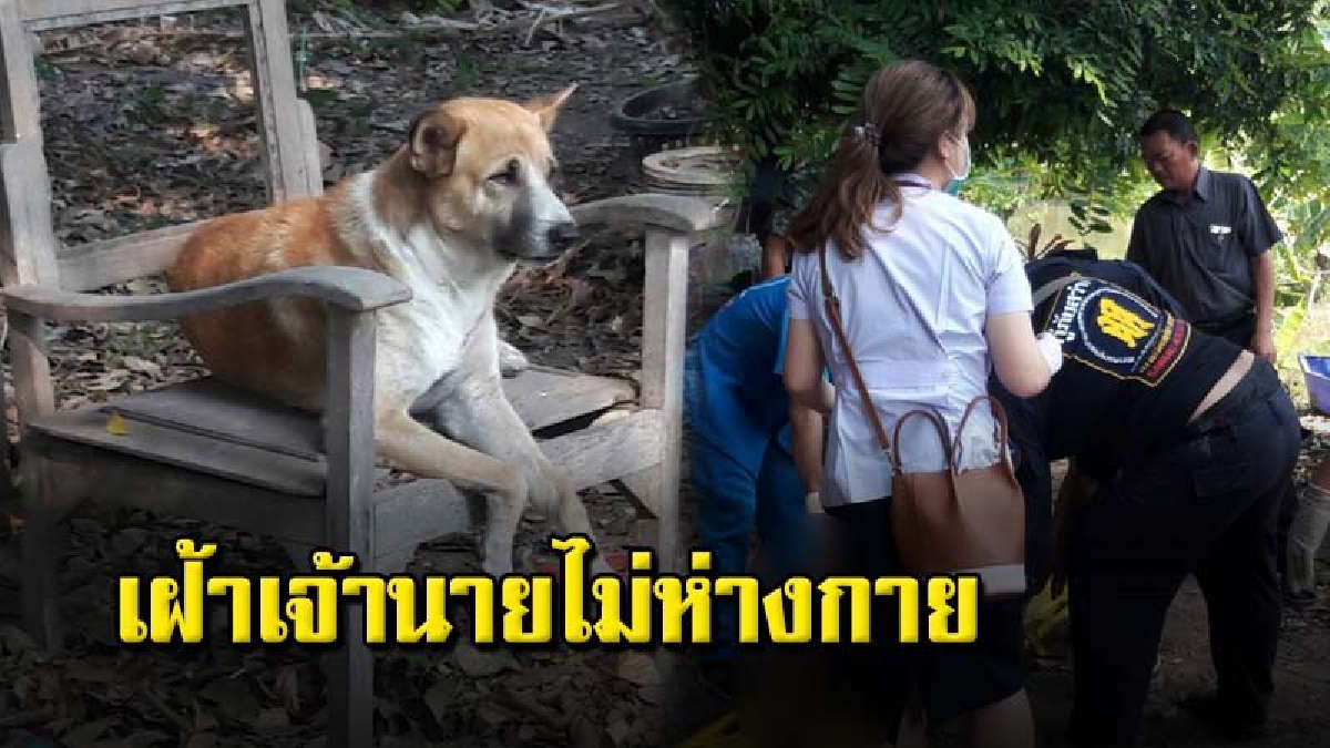 เฒ่าวัย 72 ปีนั่งผูกคอใต้ต้นข่อย มี "ไอ้ด่าง" สุนัขพันธุ์ไทยบางแก้ว นั่งเฝ้าตลอดคืน (มีคลิป)