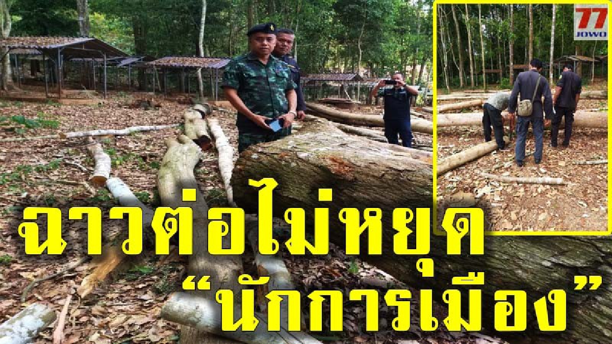 พระเกินจะทนไหว หลังถูกนักการเมืองอยู่เบื้องหลังสั่งลอบตัดไม้หวงห้ามใกล้วัด วอนจนท.ตรวจสอบและจับโดยเร็ว