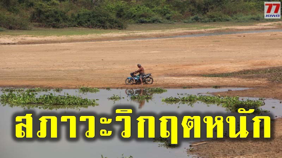 ลำน้ำชีและแม่น้ำมูลวิกฤตหนัก ลดอย่างรวดเร็วกว่าทุกปี หวั่นกระทบทั้งคนและสัตว์