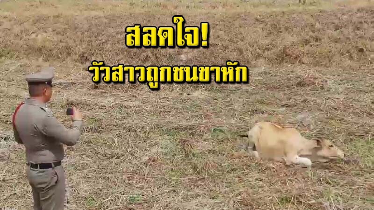 สงสารจับใจ วัวสาว 7 เดือนเดินข้ามถนนหาแหล่งน้ำ ถูกกระบะชนกระเด็น ขาหักนอนเจ็บกลางทุ่งนา (คลิป)