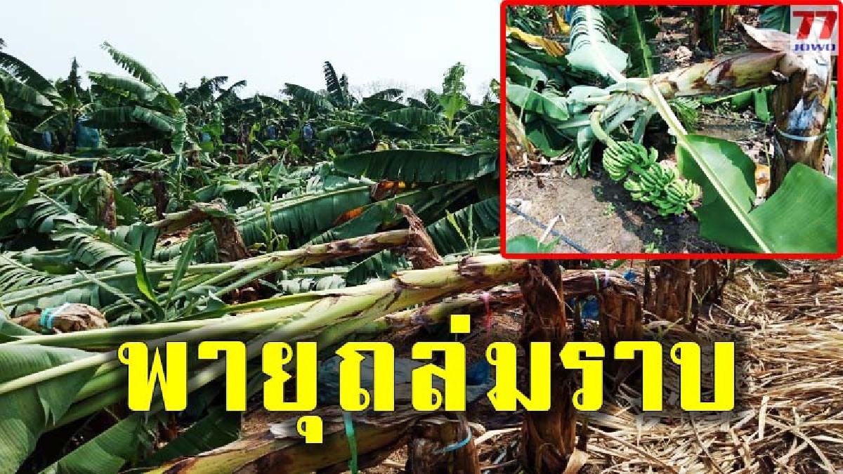 สุดเกรี้ยวกราด พายุฝนพิโรธ พัดถล่มสวนกล้วย เสียหายนับร้อยต้น เจ้าของน้ำตาเล็ด