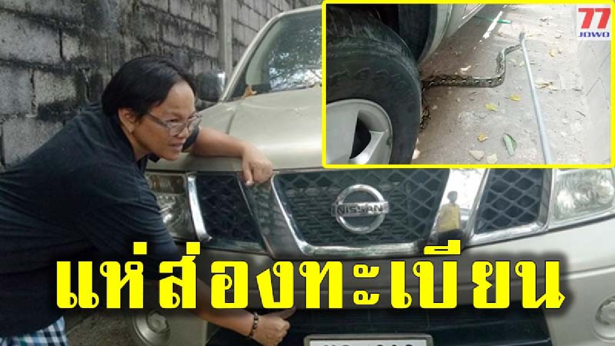 เชื่อเหลือมให้โชค ซุกในกระบะ ยาวเกือบ 3 เมตร สุดท้ายคอหวยไม่พลาดแห่ส่องทะเบียน