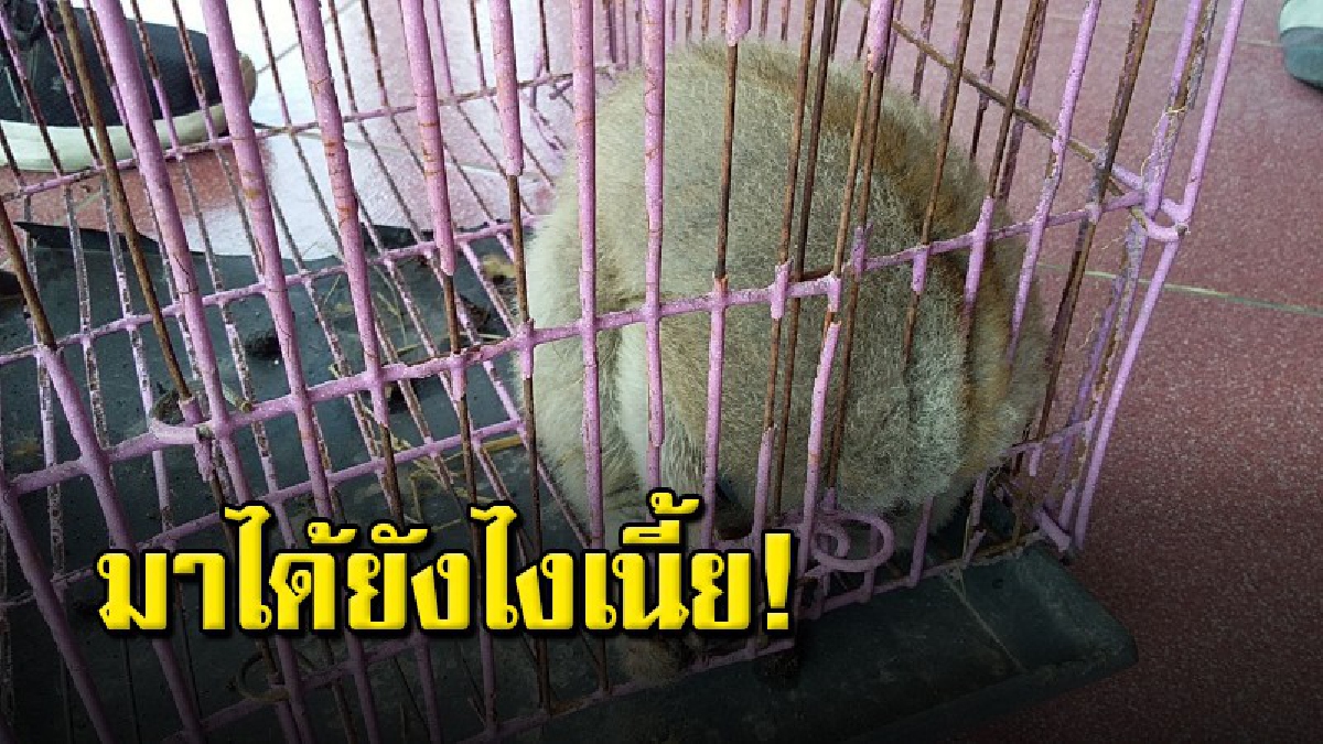ชาวบ้านพบนางอายหรือลิงลม ไม่กล้าเลี้ยง หวั่นผิดกฎหมาย นำมามอบให้เจ้าหน้าที่