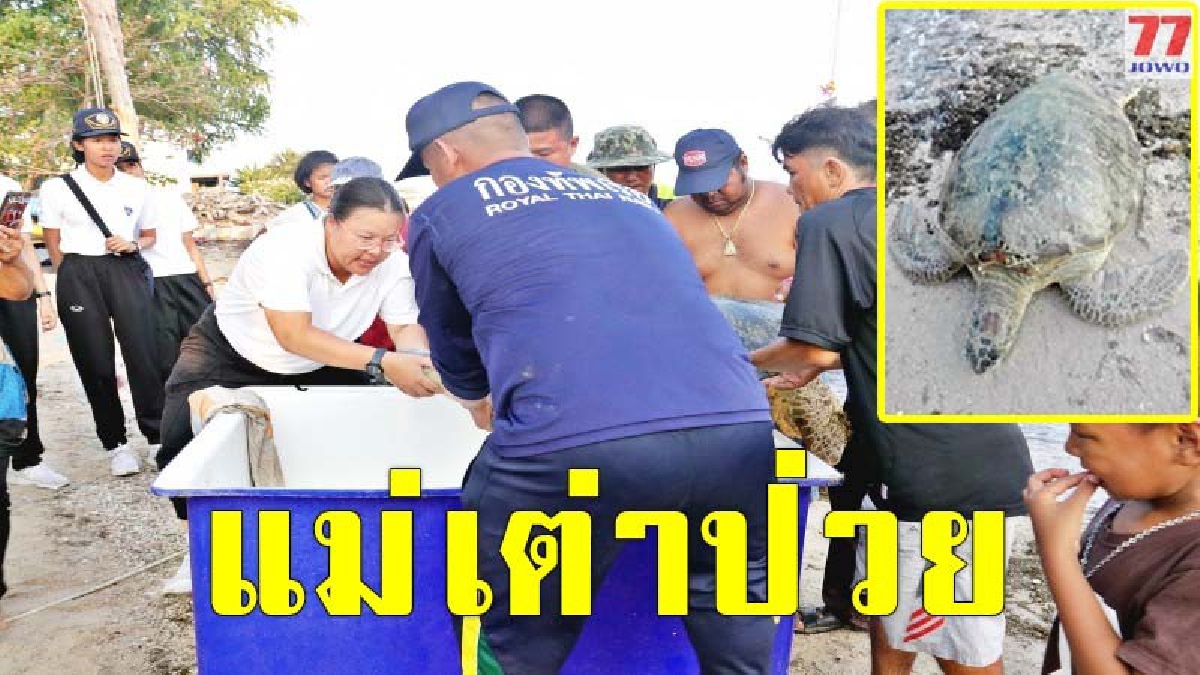 พบแม่เต่าตนุ สภาพอ่อนแรงเกยตื้น ก่อนจนท.เร่งเข้าช่วยเหลือด่วน