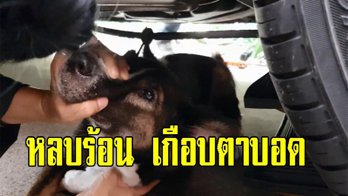 เจ้าตูบมุดท้องรถหลบร้อน ถูกตะขอเกี่ยวหวิดตาบอดร้องลั่น