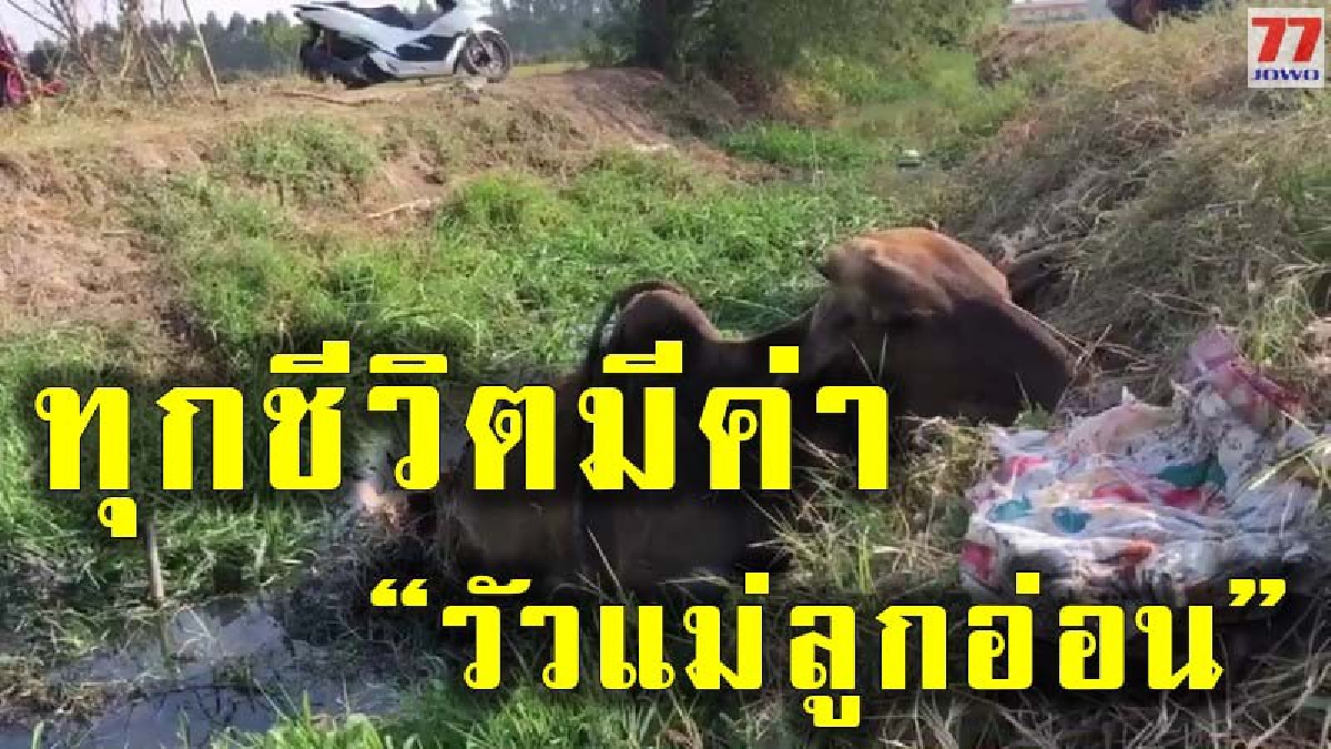 วัวแม่ลูกอ่อน พลัดตกหล่มโคลนขึ้นไม่ได้นานหลายชั่วโมงสภาพสุดอ่อนแรง