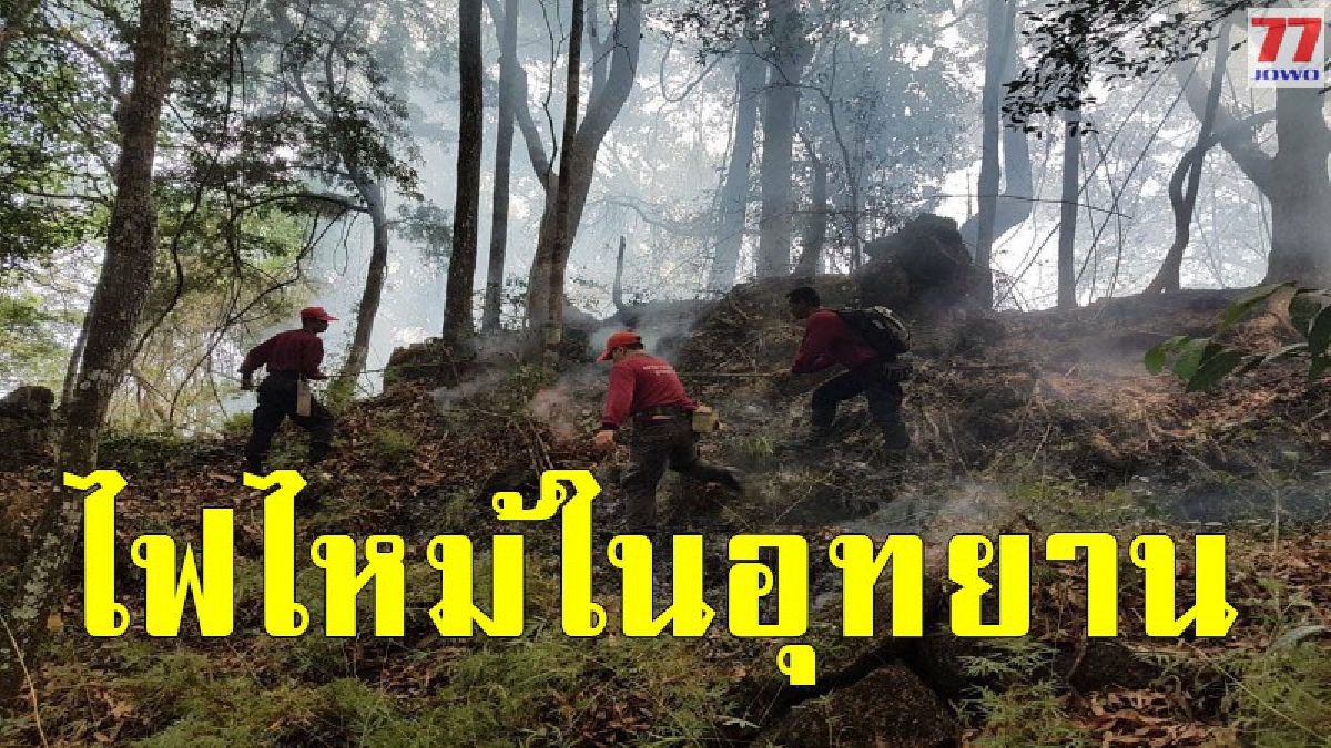 ฟ้าผ่ายอดเขาพรุชิง เกิดไฟไหม้ลุกล่าม เจ้าหน้าเร่งดับไฟในเขตอุทยานแห่งชาติคลองพนม หวั่นขยายวงกว้าง