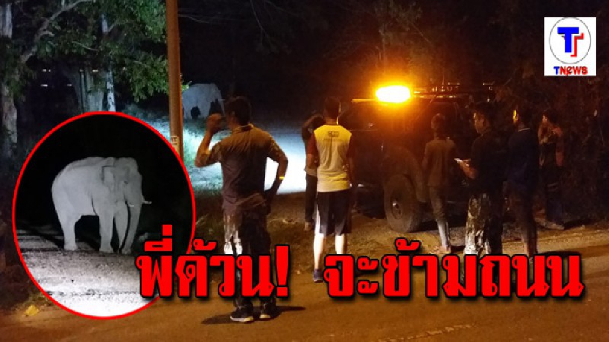 ใหญ่คับถนน "พี่ด้วน" ยืนกินอาหารรอเวลาข้ามถนน จนท.พยายามตอนเข้าป่า ใช้เวลาอยู่นาน สุดท้ายไม่ได้ข้าม
