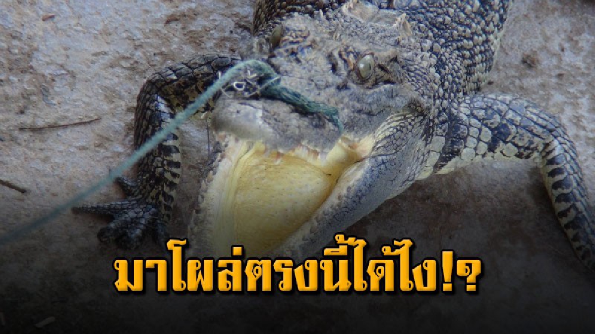 คุณพระ จระเข้โผล่กลางสระน้ำของหมู่บ้าน ชาวบ้านเร่งจับ ก่อนแจ้งประมงจังหวัดลงตรวจสอบ
