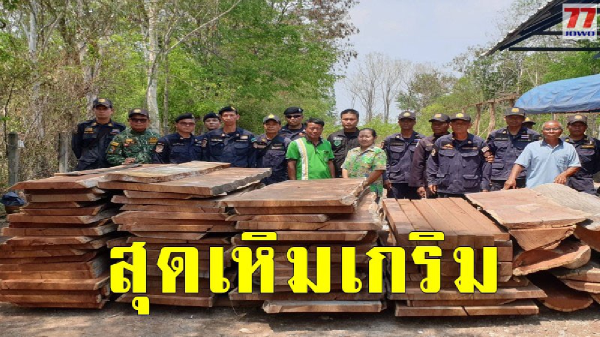 "พญาเสือ" บุกจับไม้ประดู่มูลค่ากว่า 3 แสน ลอบตัดแปรูปในป่าภูแลนคา