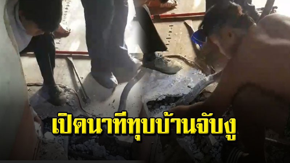 เจ้าของไร่อ้อยตกใจ จงอางยาวกว่า 3 เมตรบุกบ้าน  (ชมคลิป)