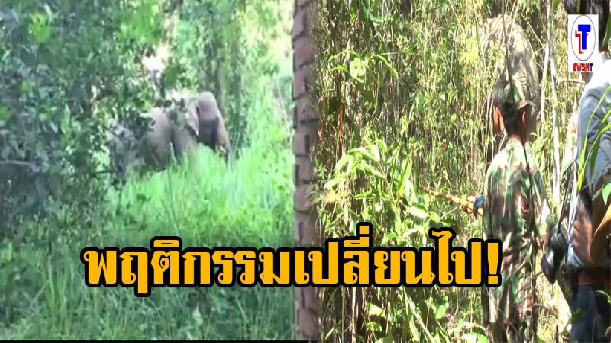 ผู้นำชุมชน ห่วงพฤติกรรมช้างป่าเปลี่ยน บุกทำร้ายคนในหมู่บ้าน ไม่เคยเกิดขึ้น