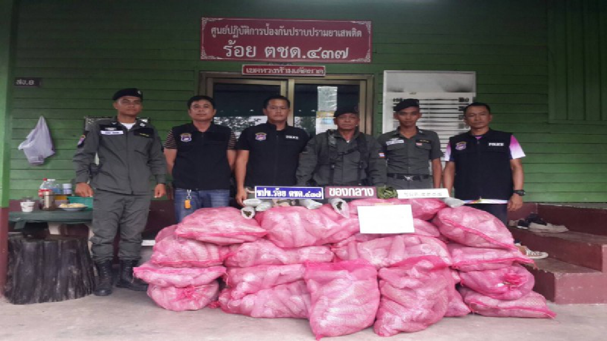 ตชด. 437 โชว์ผลงานงาน ปิดล้อมตรวจสอบพื้นที่-เส้นทางลักลอบขนใบกระท่อมสดจากประเทศเพื่อนบ้าน ยึดของกลางกว่า 450 กก.