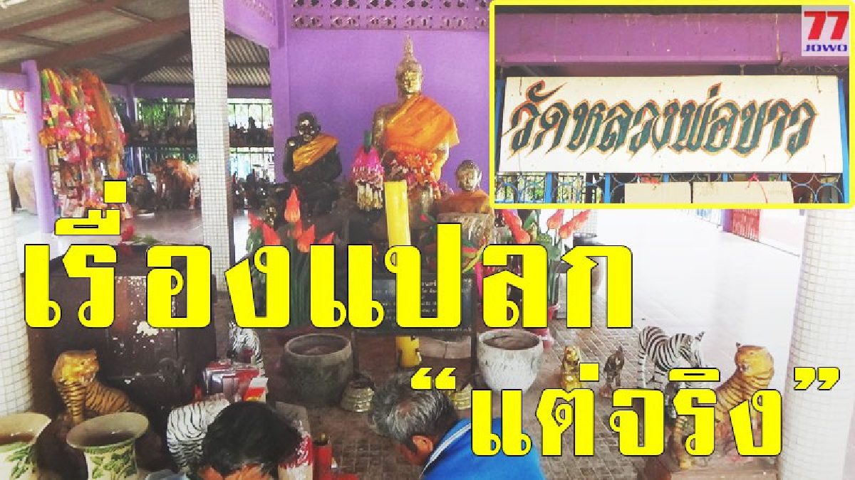 ไม่เชื่ออย่าลบหลู่ หลังมีหนุ่มใจกล้า บนบานหลวงพ่อขาวงิ้ว โดยทำการแก้ผ้ารำ ให้พ้นจากการถูกเกณฑ์ทหาร และไม่ถูกทหารจริงๆ