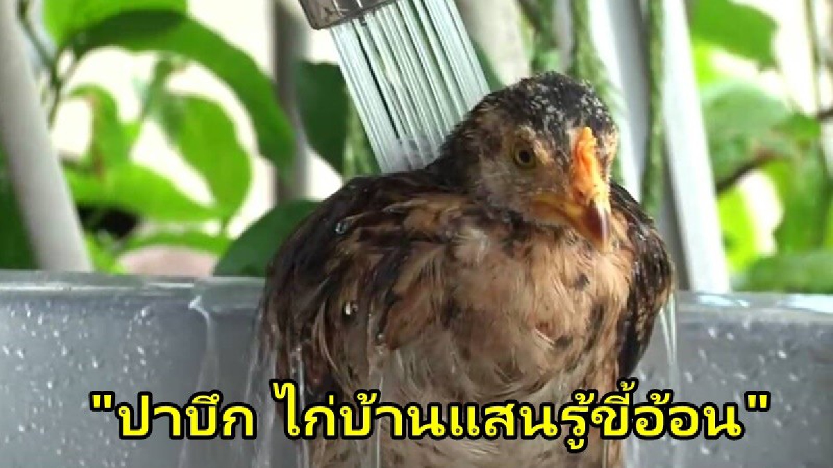 "ปาบึก" ลูกไก่บ้านแสนรู้ รอดตายจากพายุปาบึก ขี้อ้อนเจ้าของชอบอาบน้ำ ทาโรชั่น ช่วยจิกเก็บเงินเวลาลูกค้ามาซื้อของ (มีคลิป)
